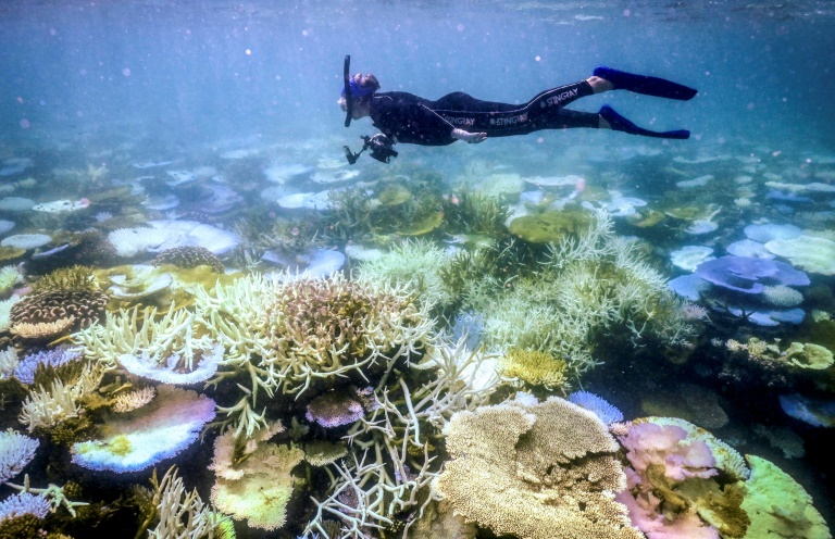 Australia's Great Barrier Reef struggles to survive - Zeta - Las ...